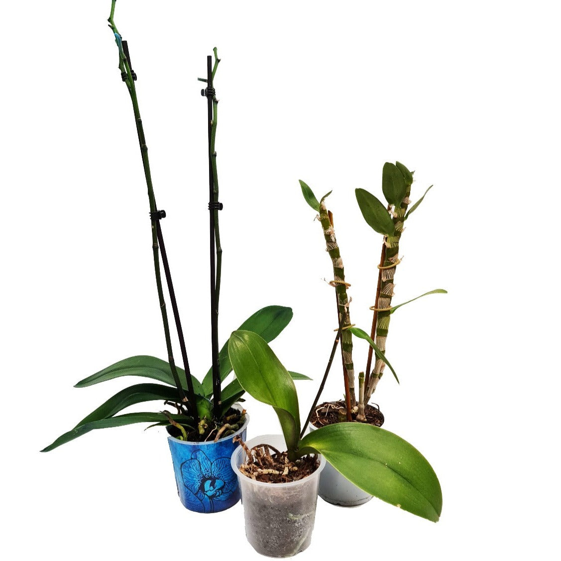 Rescue Me Orchid Box | Not In Flower