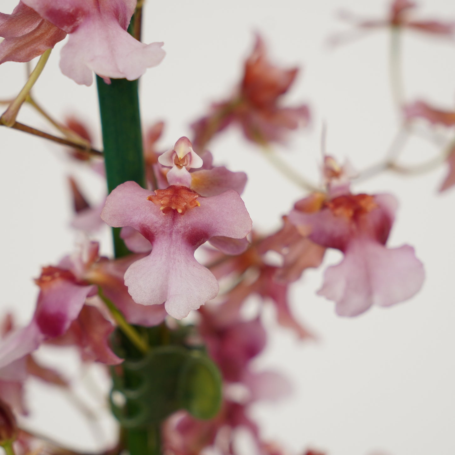 Oncidium Orchid | Rosy Sunset | Mildly Scented | Not In Flower