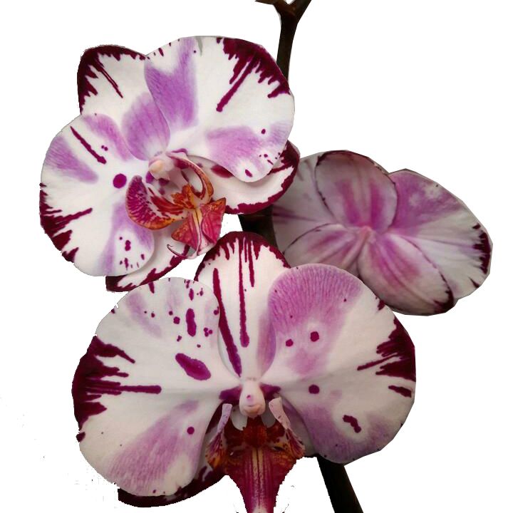 Phalaenopsis Orchid | Magic Art