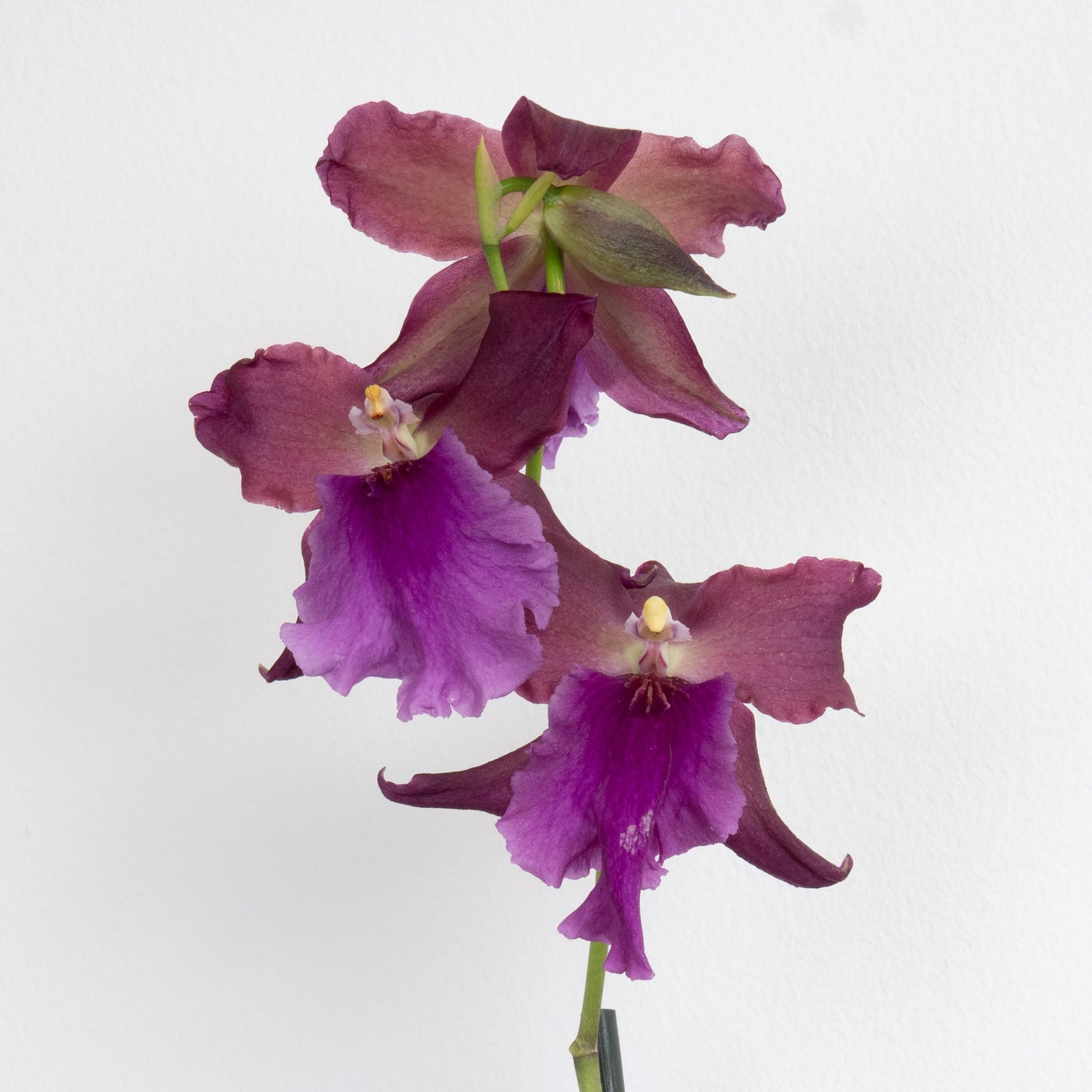 Cambria Orchid | Velvet Eclipse