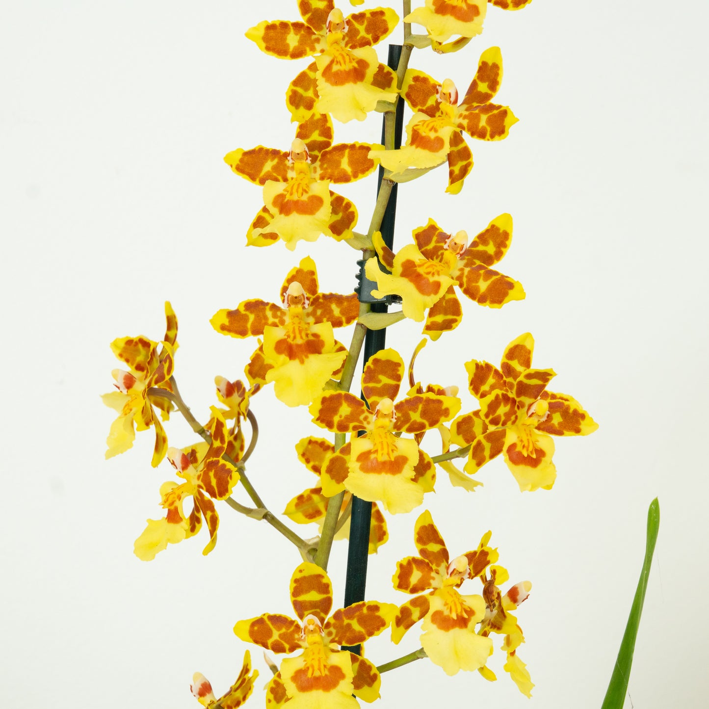 Cambria Orchid | Burkhard Holm