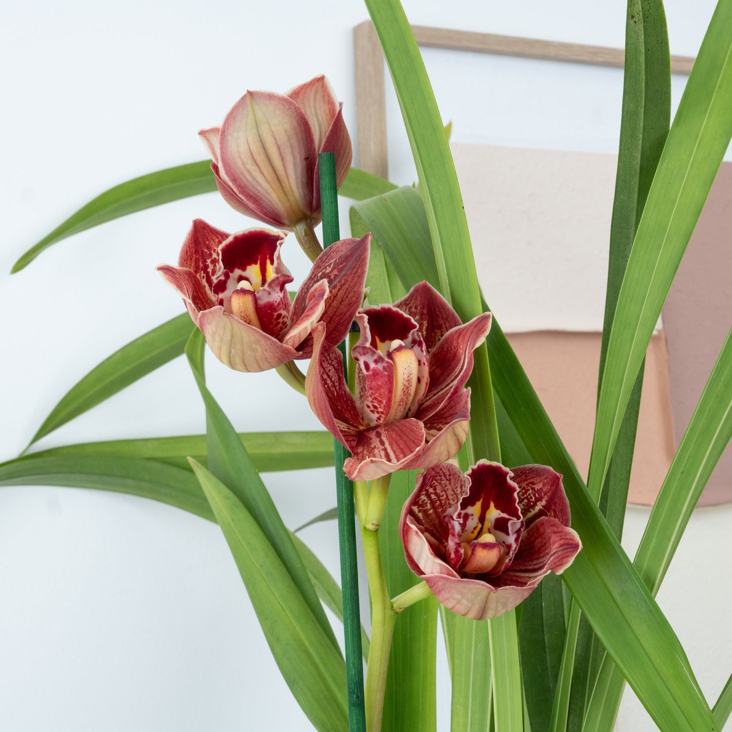 Cymbidium Orchid | Bingo
