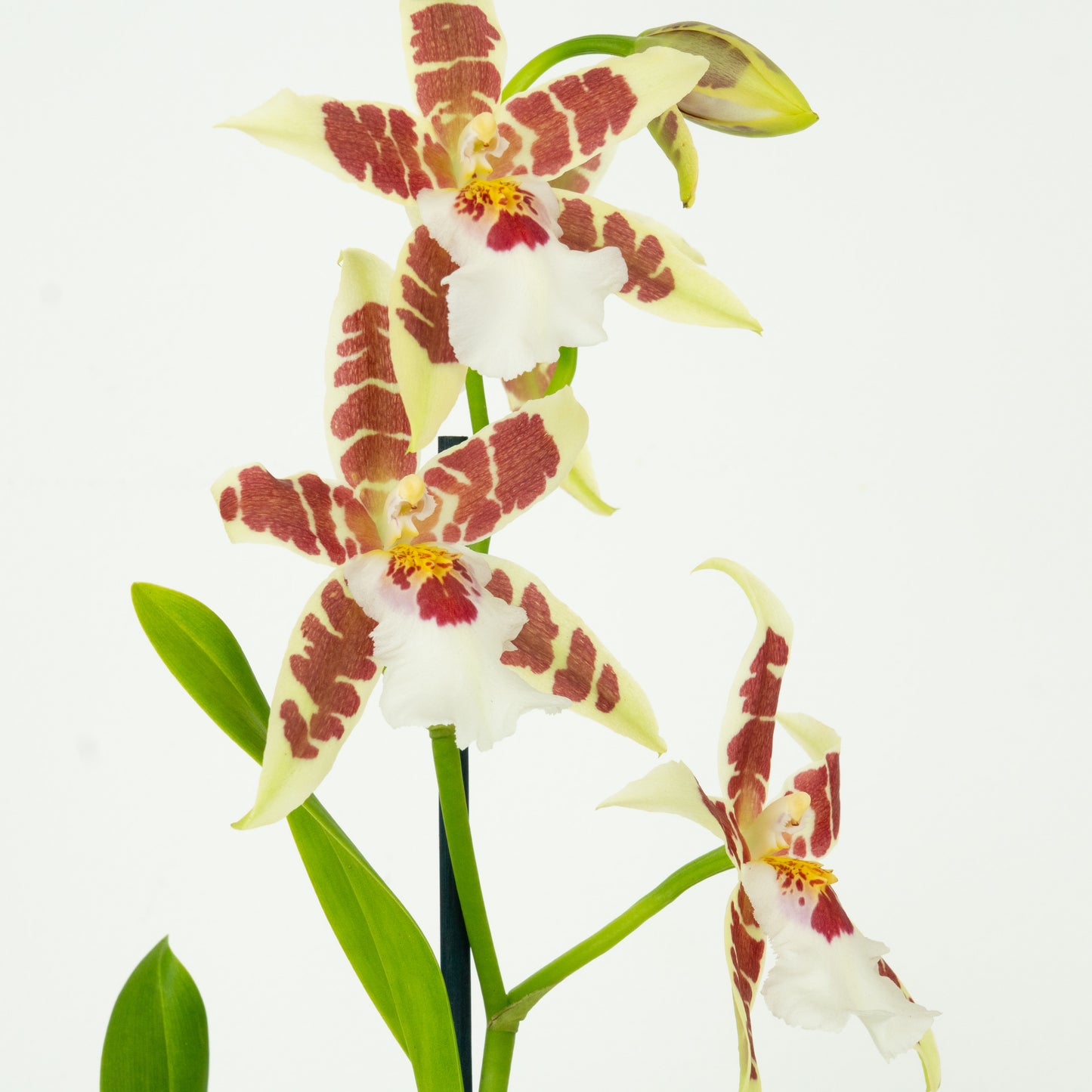 Cambria Orchid | White Renaissance