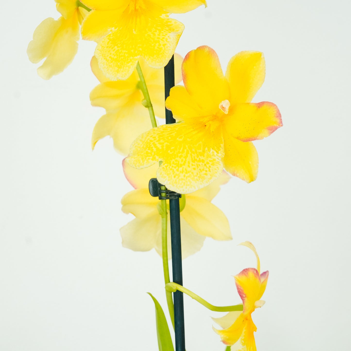 Cambria Orchid | Nelly Isler Yellow