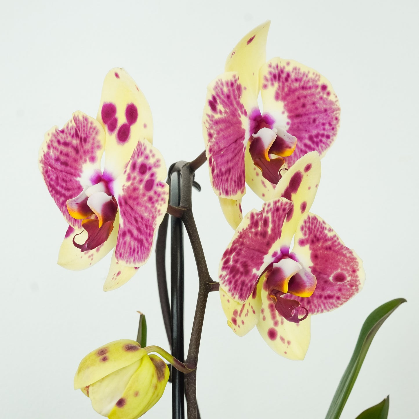 Phalaenopsis Orchid | Artimaster