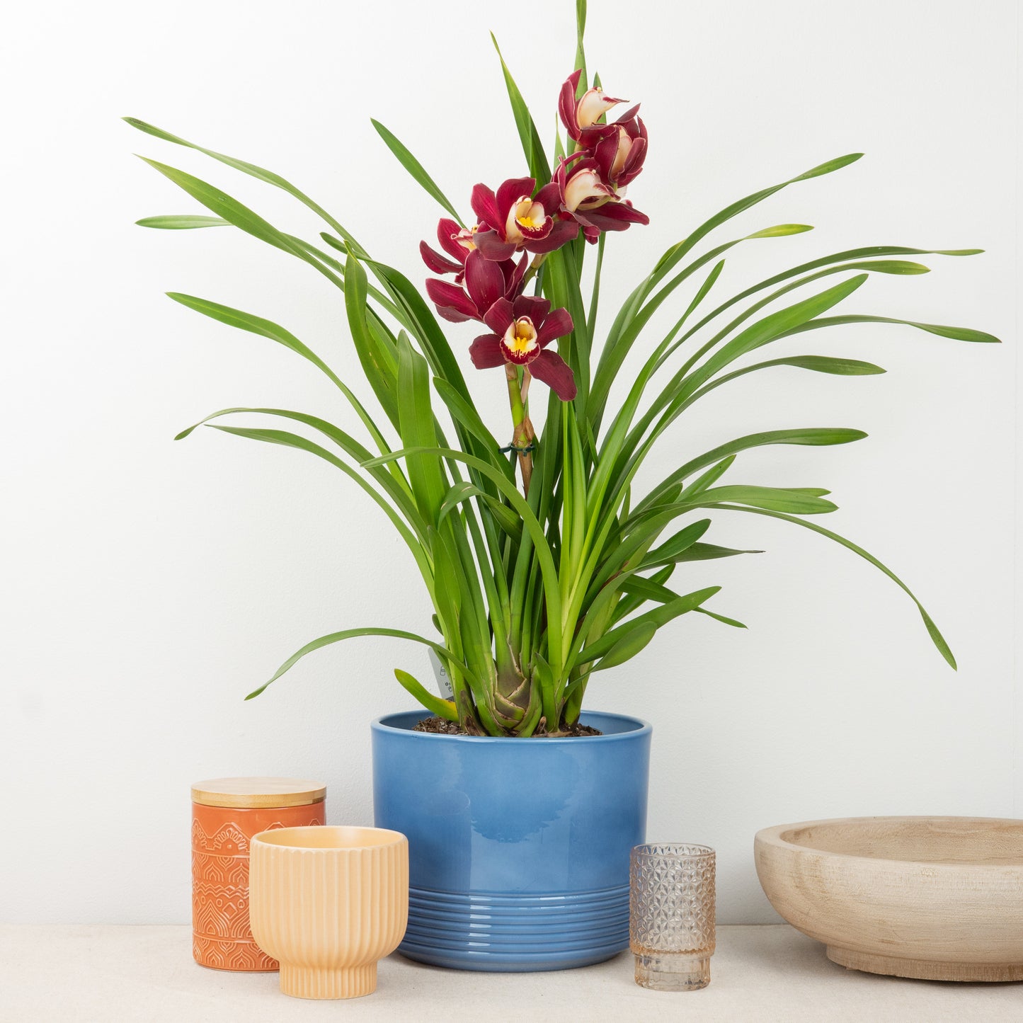 Cymbidium Orchid | Red Arrow | Not In Flower