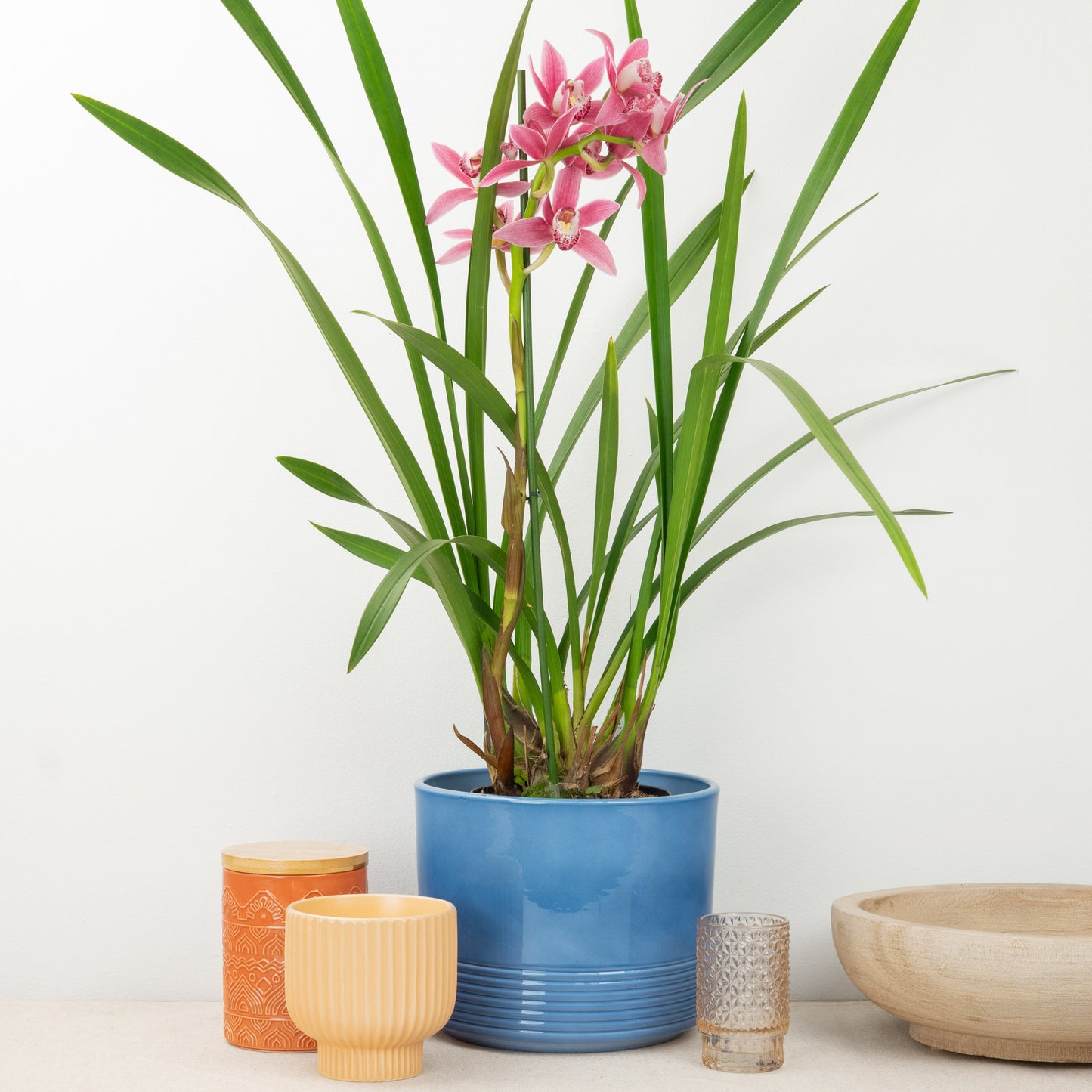 Cymbidium Orchid | Mauve Magic | Not In Flower