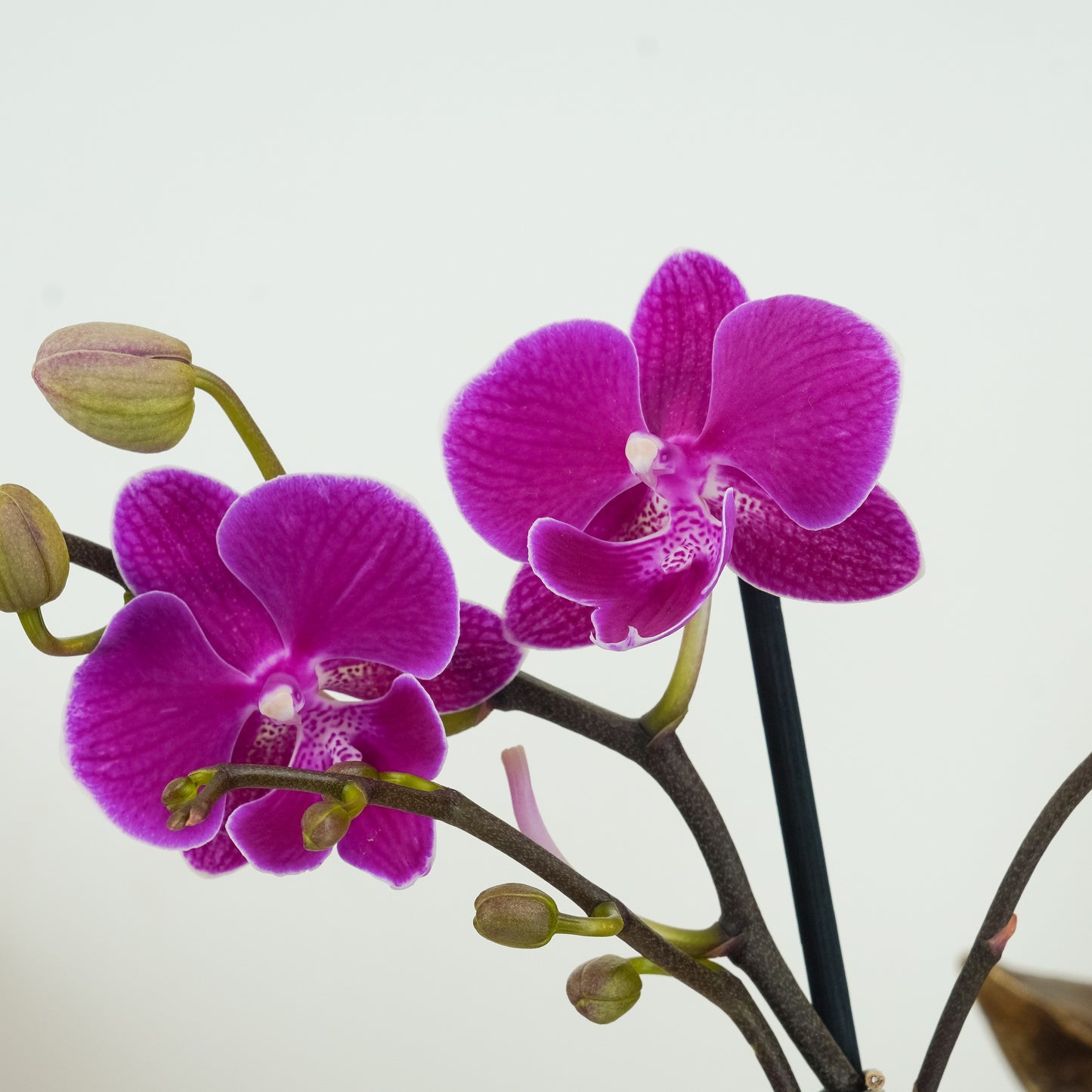 Phalaenopsis Orchid | Holiday