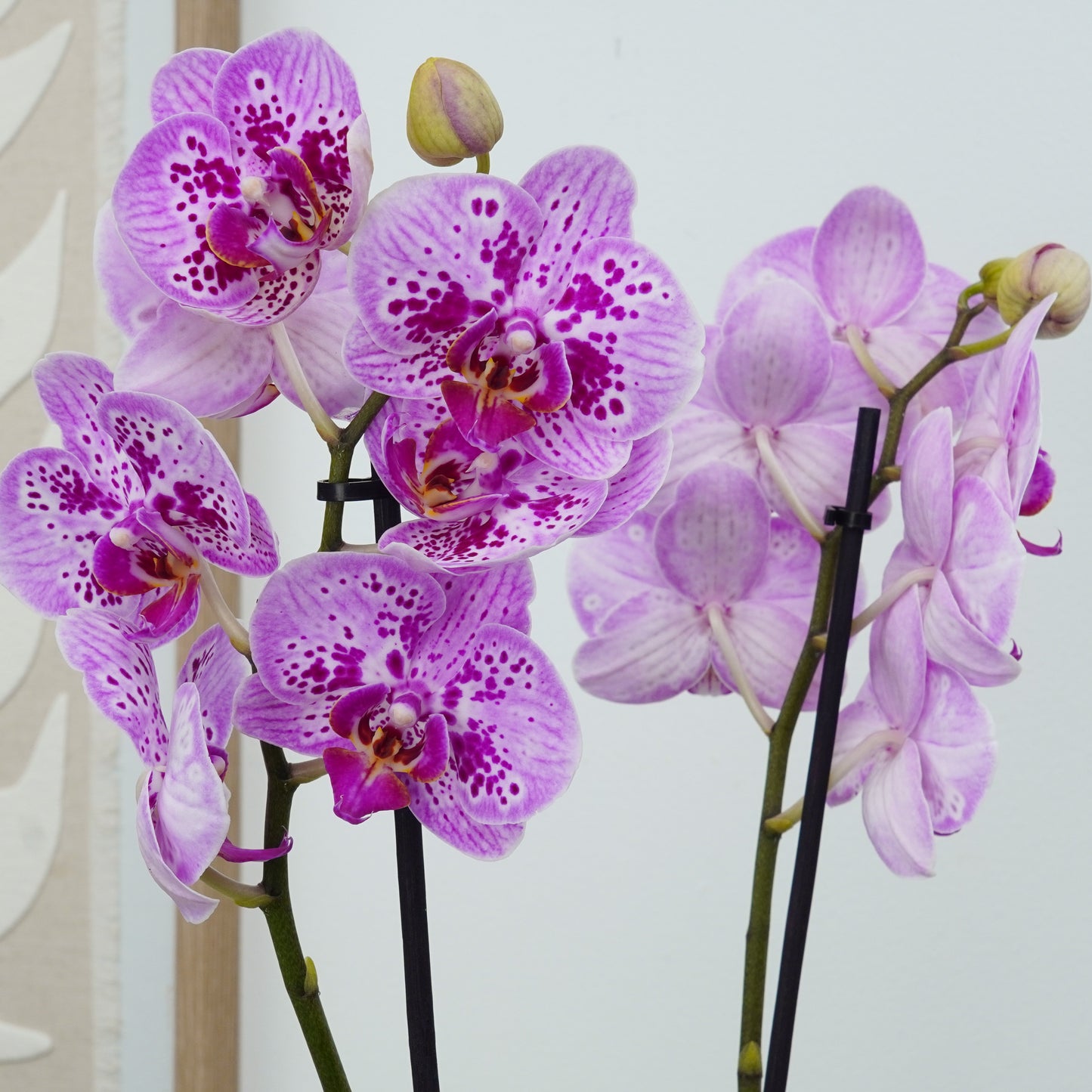 Phalaenopsis Orchid | Parade