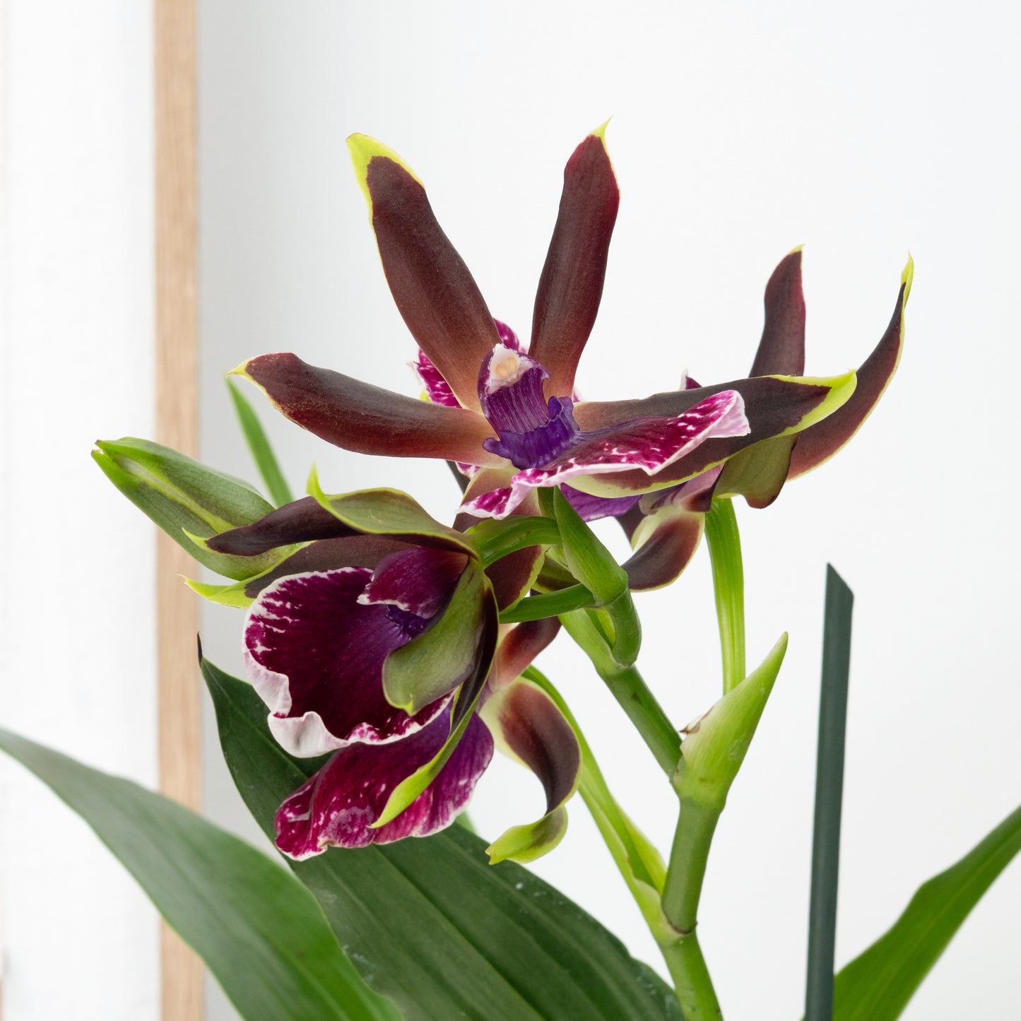 Zygopetalum Orchid | Blue Surprise