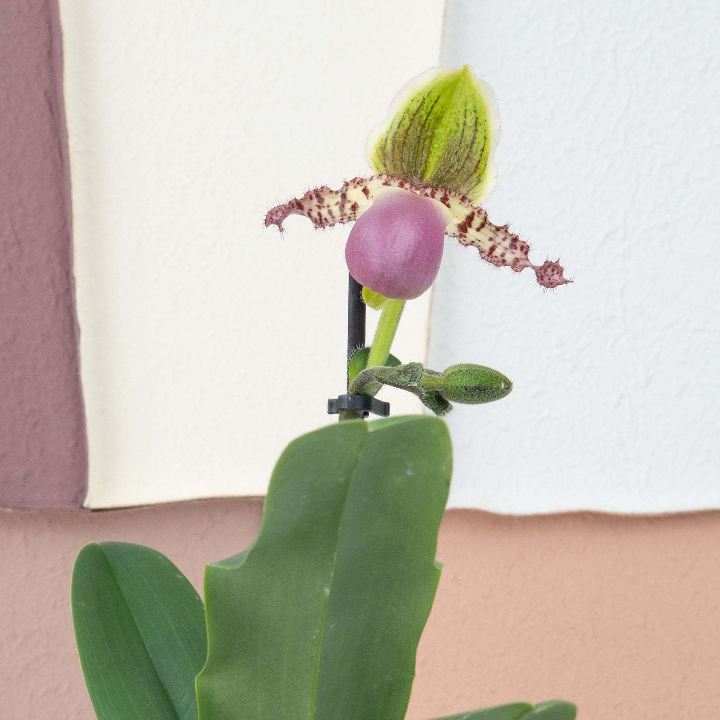 Paphiopedilum Orchid | Pinocchio