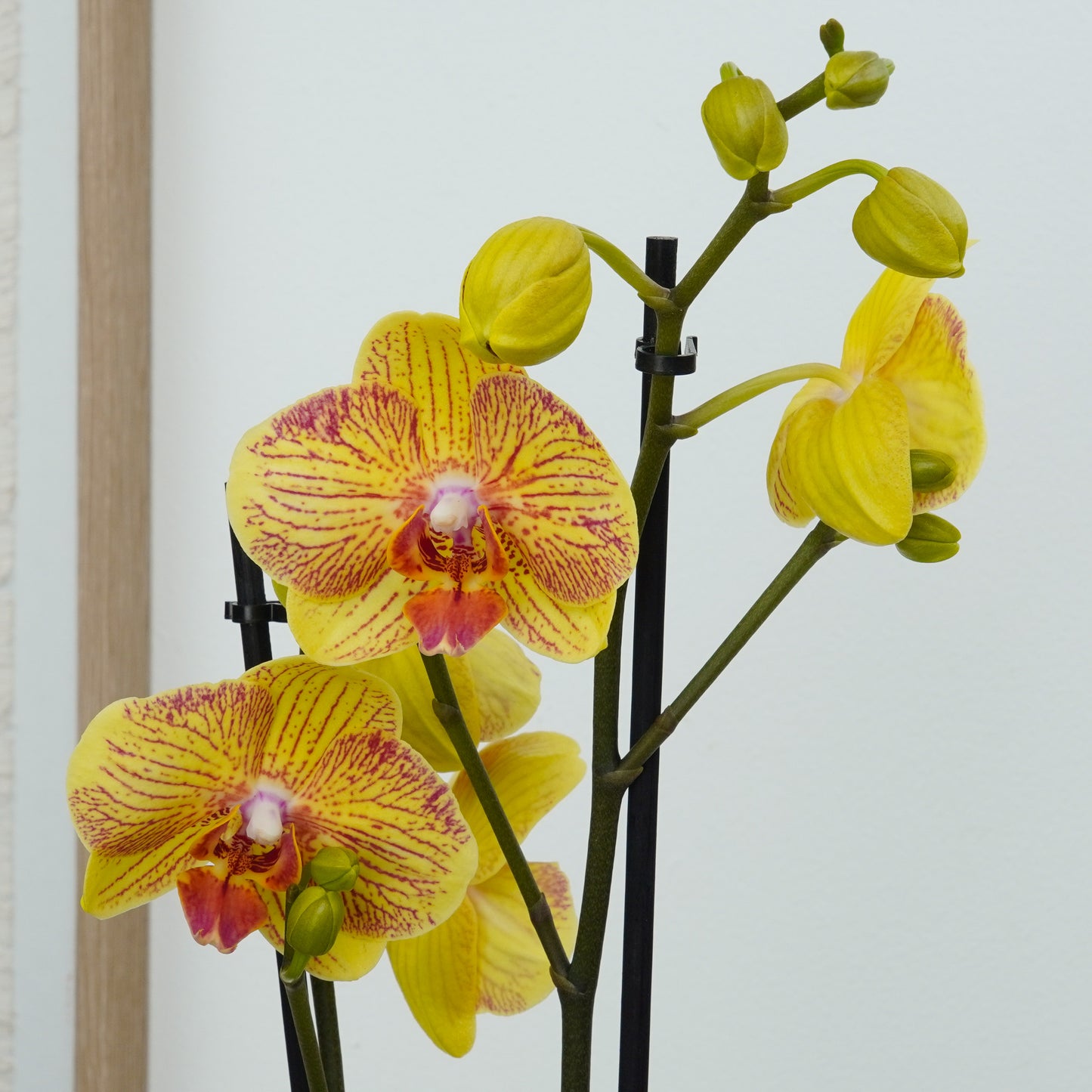 Phalaenopsis Orchid | Night Fall Of Love