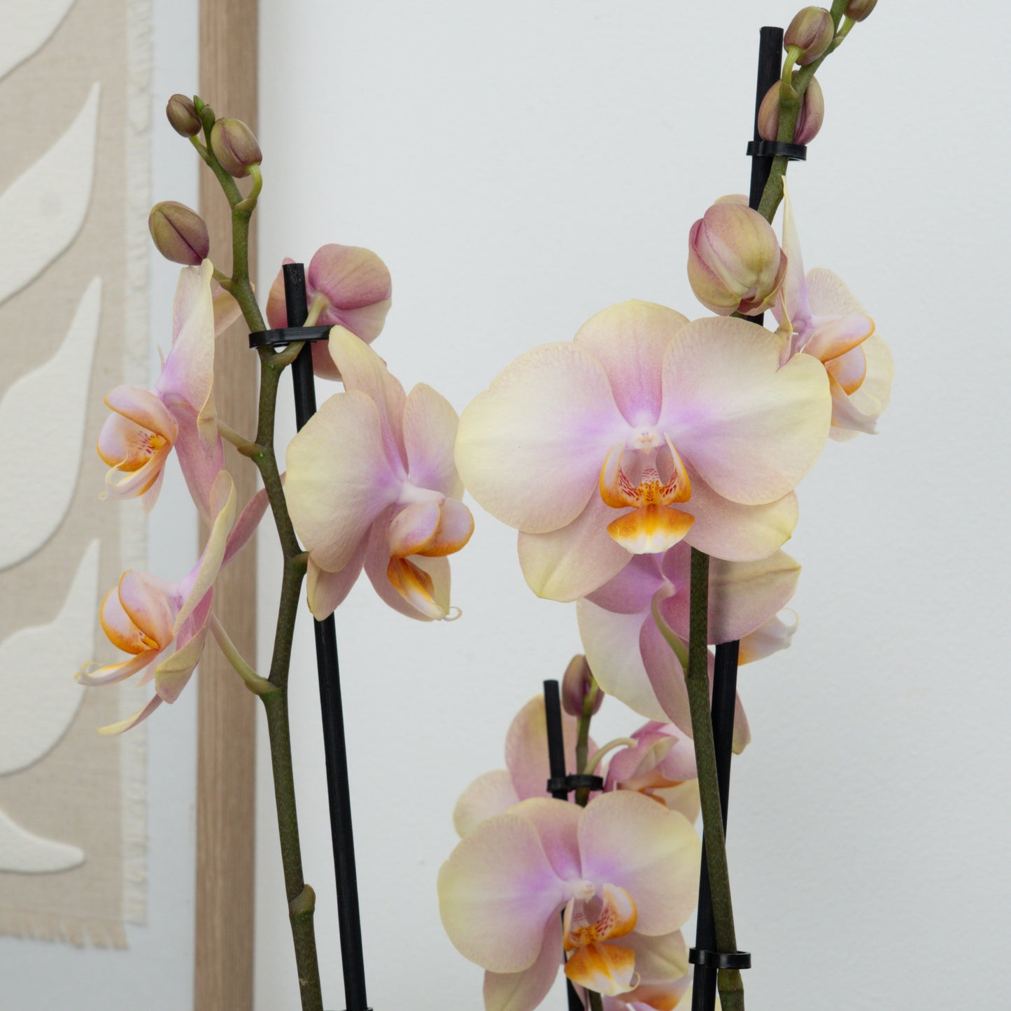 Phalaenopsis Orchid | Caramel