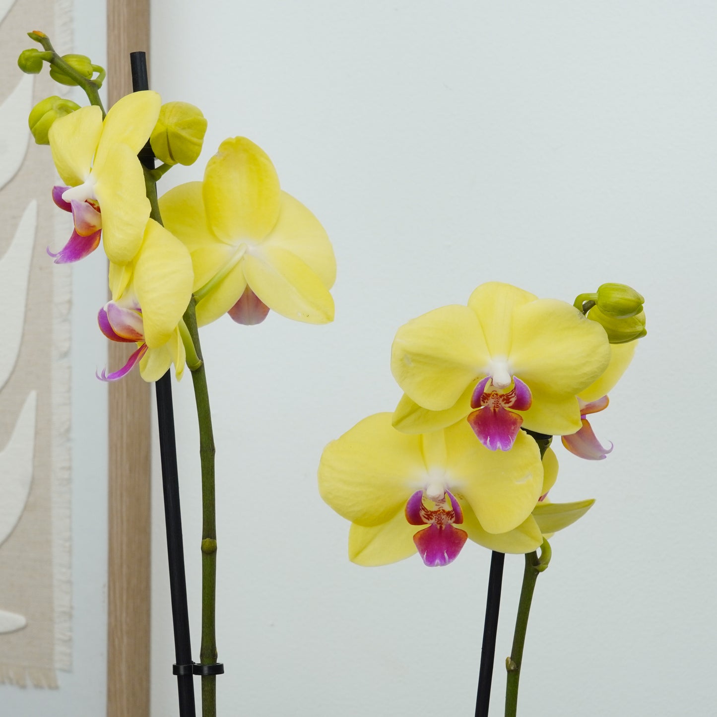 Phalaenopsis Orchid | Miraflor