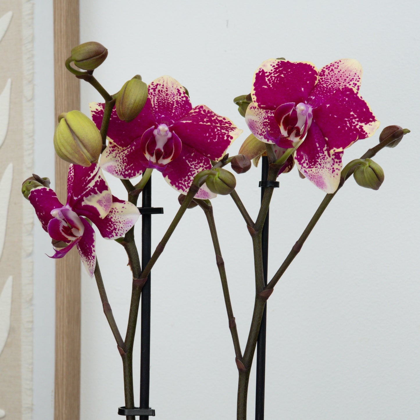 Phalaenopsis Orchid | Dragon Fruit