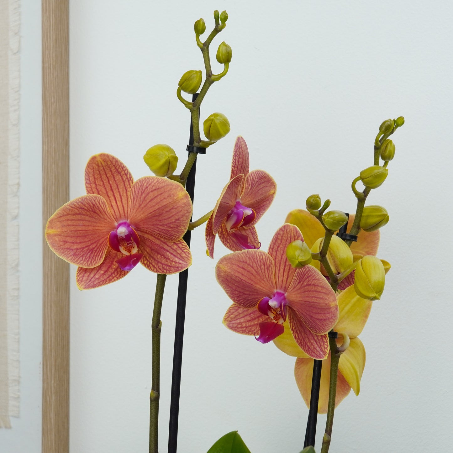 Phalaenopsis Orchid | Peachy Nova