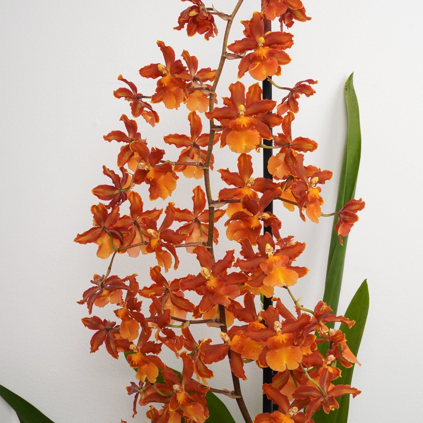 Cambria Orchid | No 606