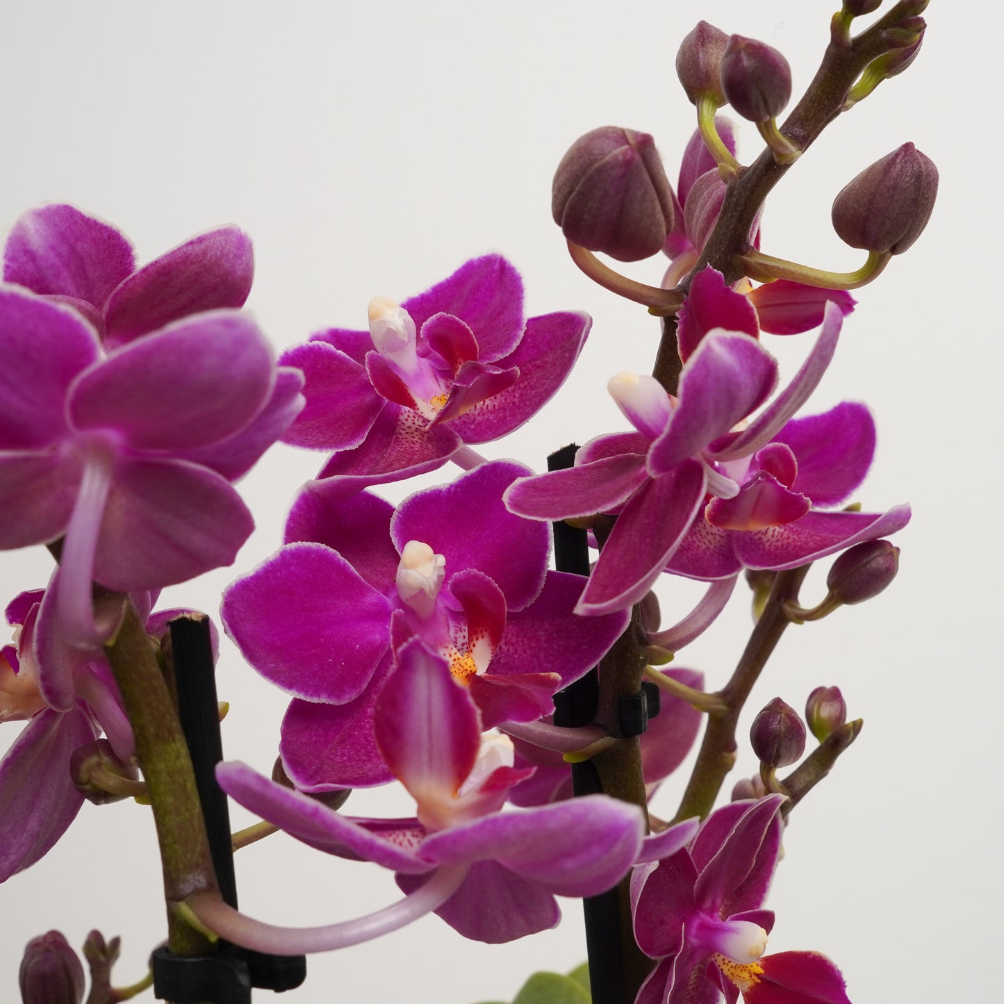 Miniature Phalaenopsis Orchid | Sweet Roze