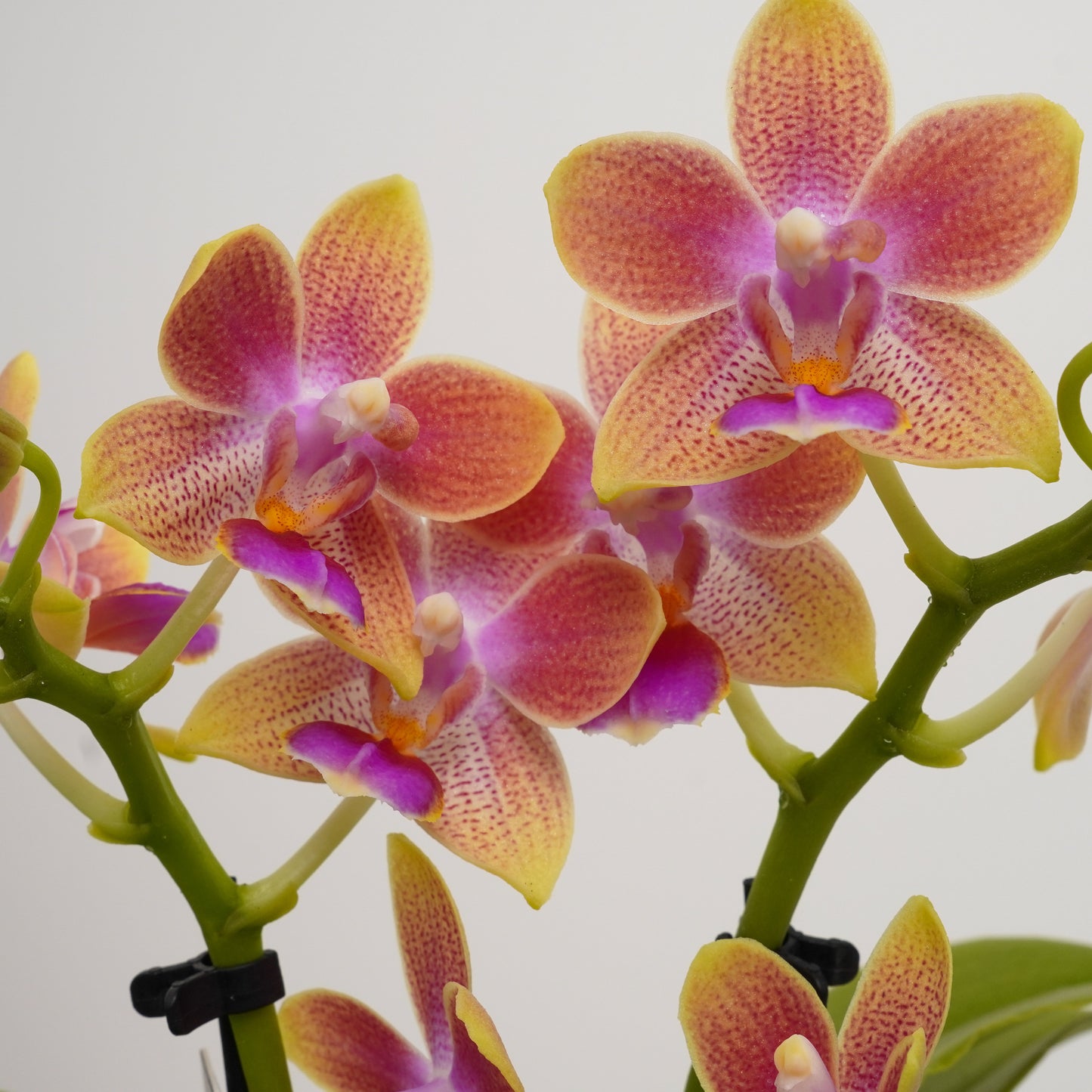 Miniature Phalaenopsis Orchid | No 3