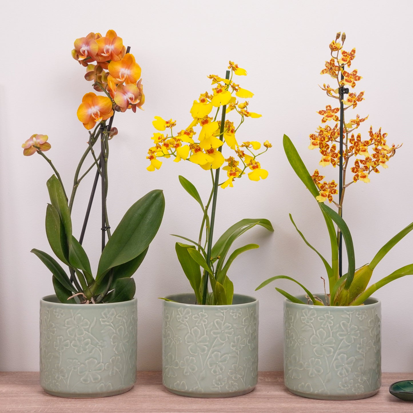 Orchid Mystery Box | Sunset Edition