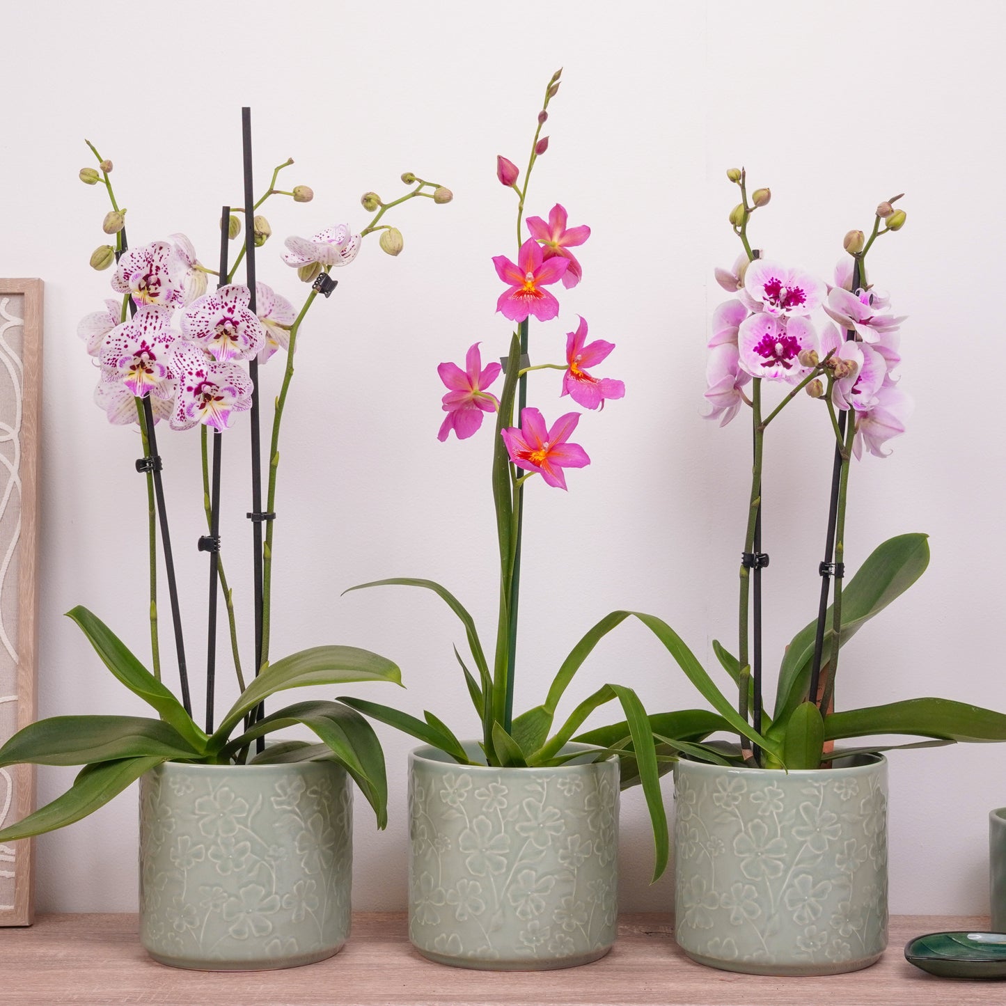 Orchid Mystery Box | Pink Edition