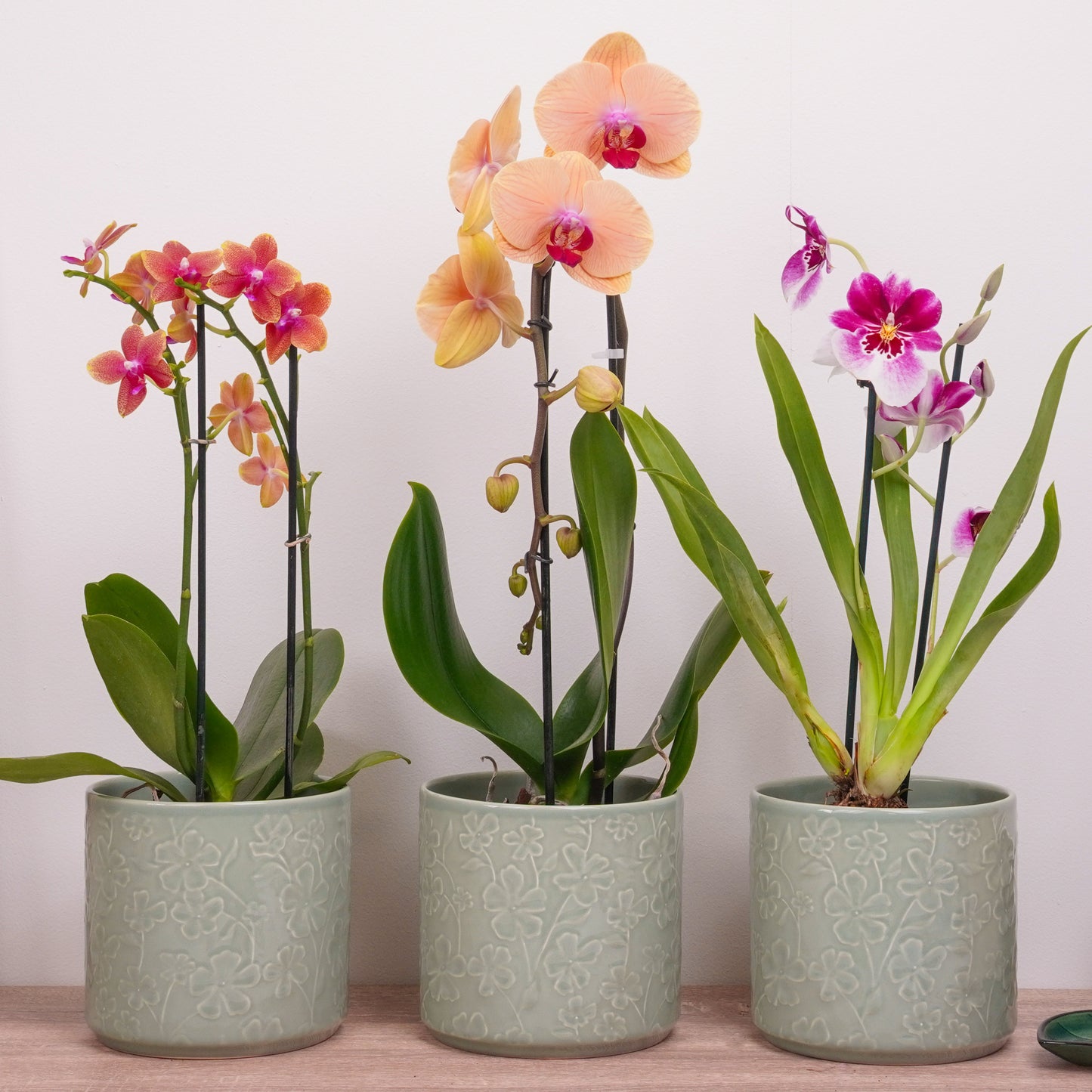 Orchid Mystery Box | Tropical Edition