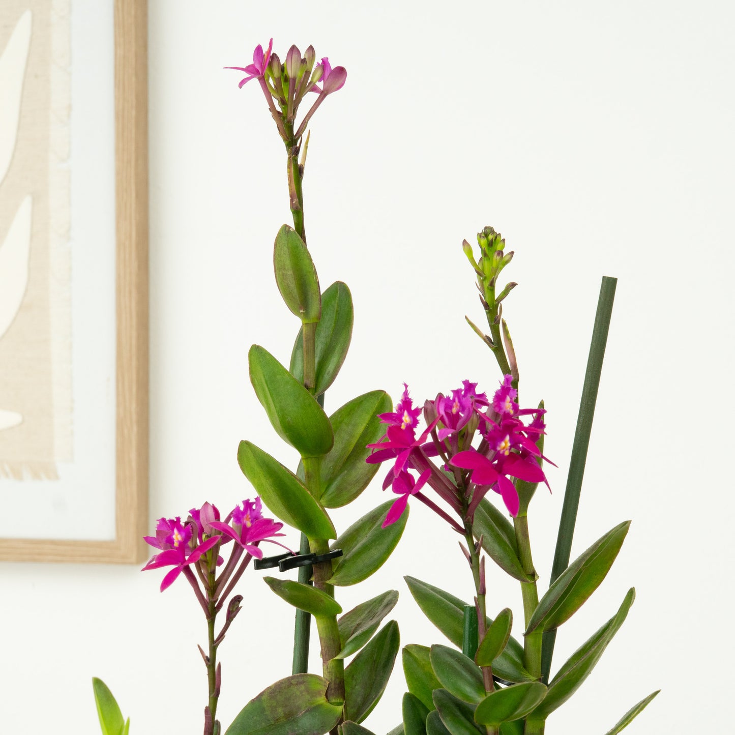 Epidendrum Orchid | Surprise Colour
