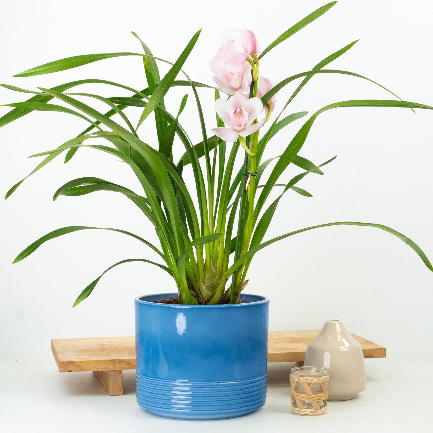 Cymbidium Orchid | Bloom
