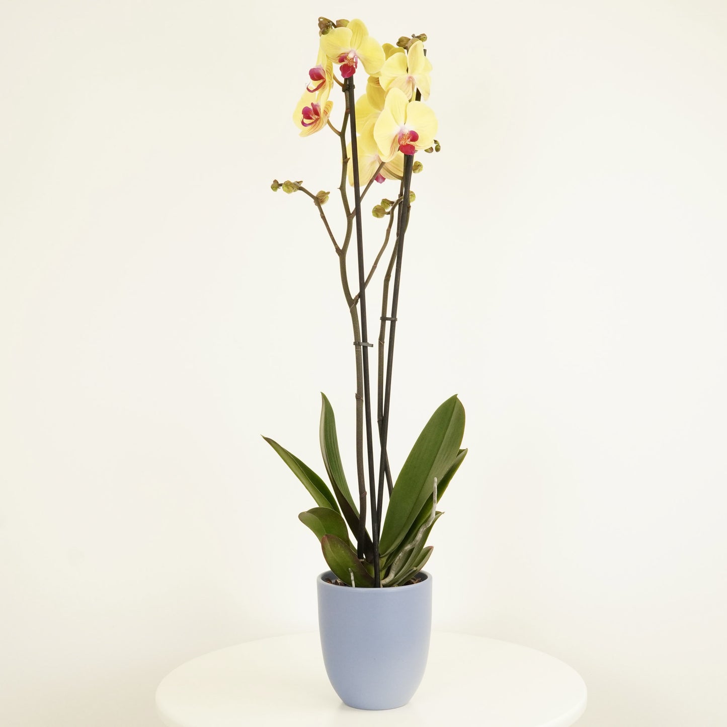 Phalaenopsis Orchid | Desert Breeze