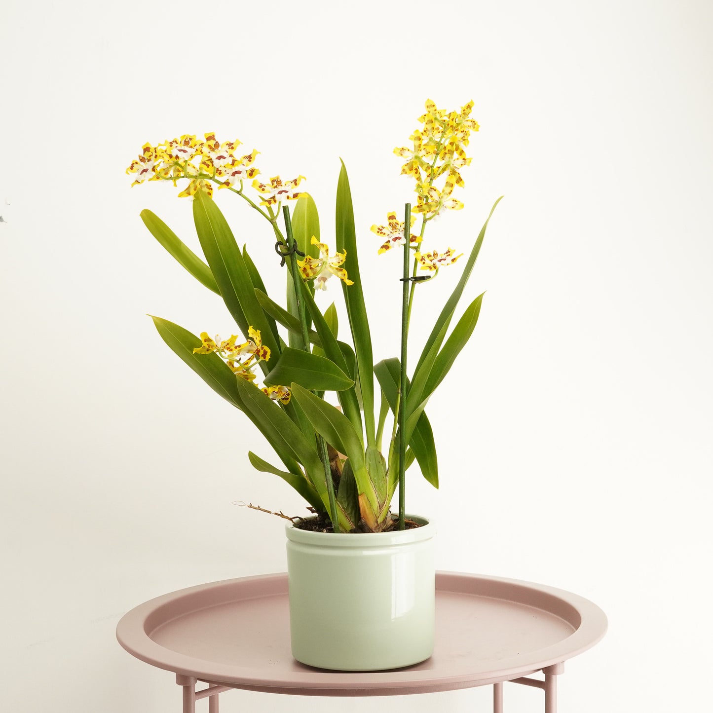 Cambria Orchid | Katrina | Not In Flower