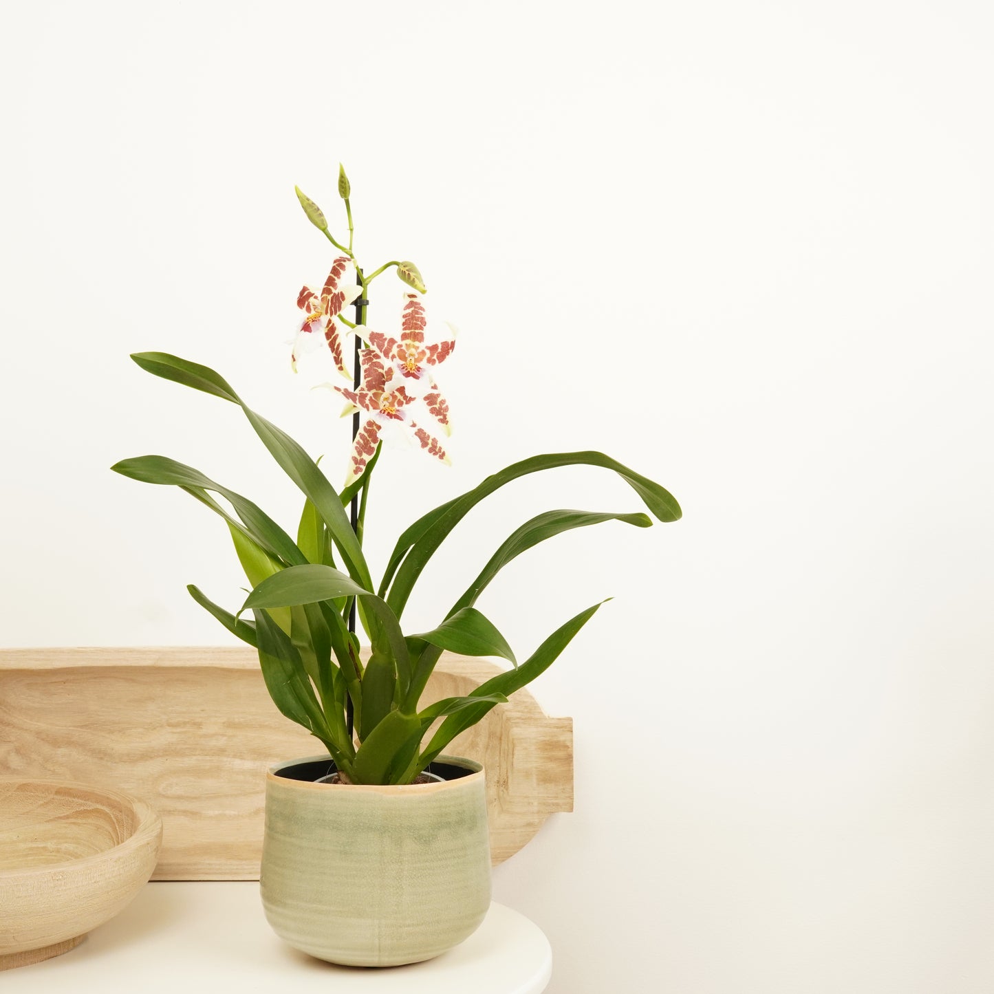 Cambria Orchid | No 777