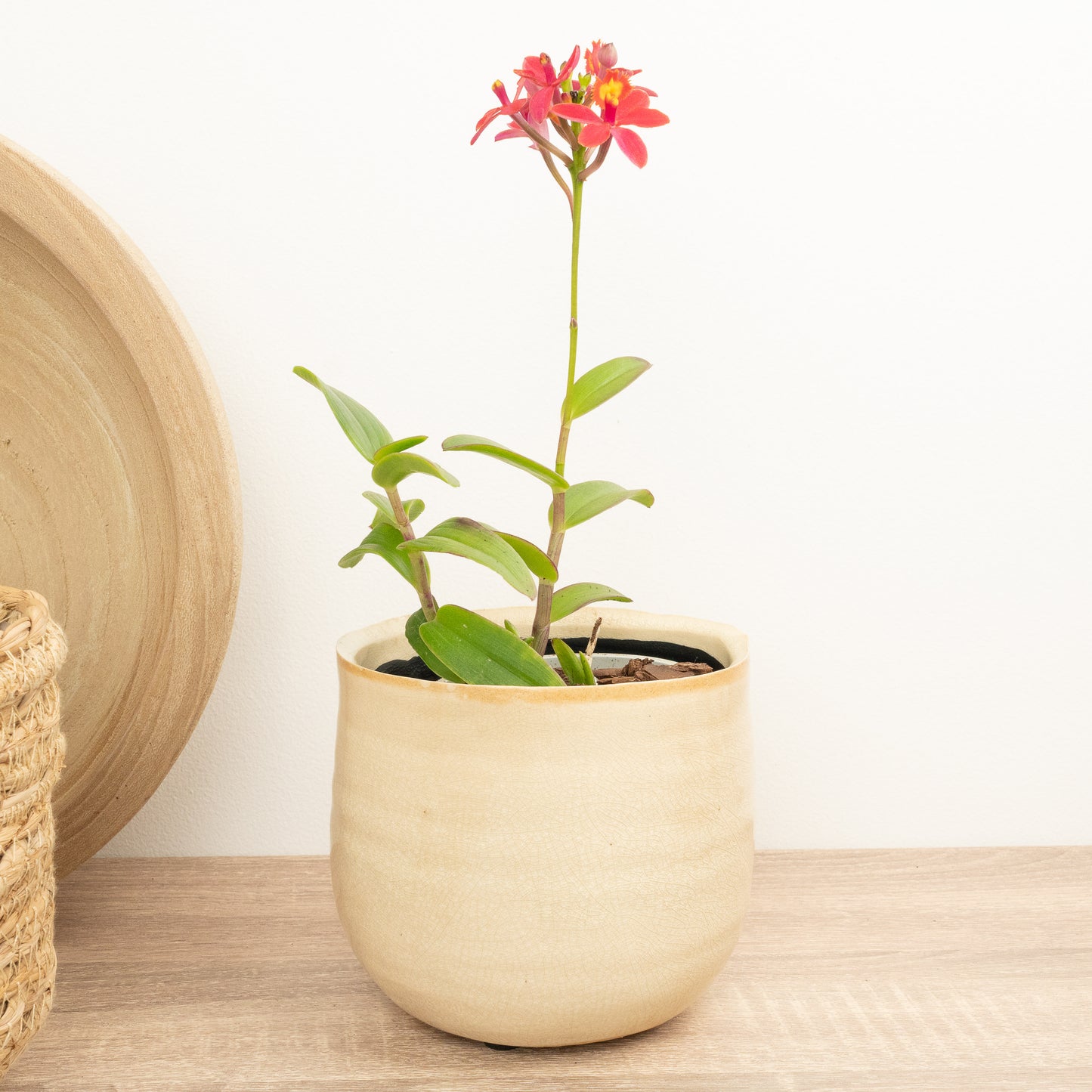 Epidendrum Orchid | Raspberry