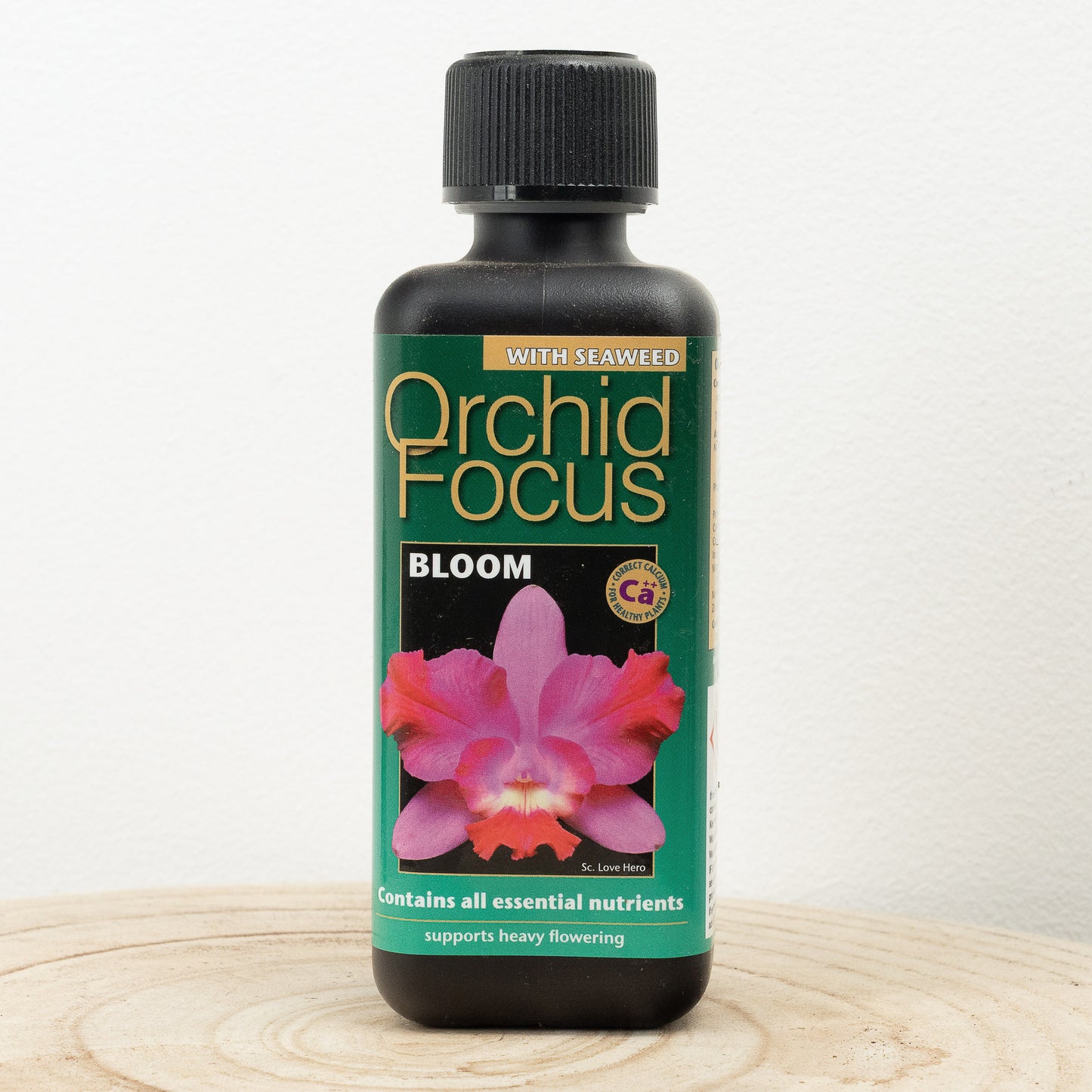 Orchid Focus | Bloom