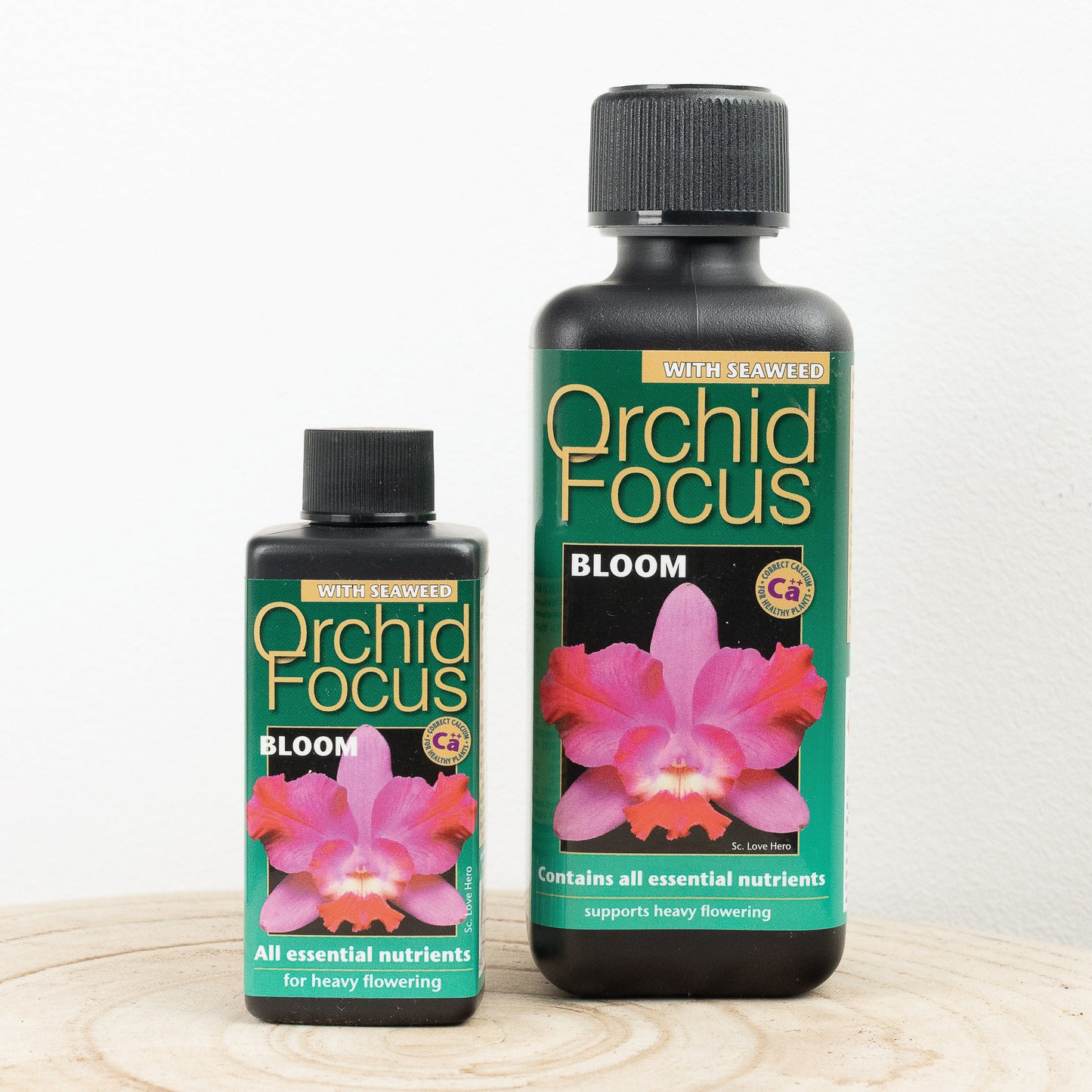 Orchid Focus | Bloom