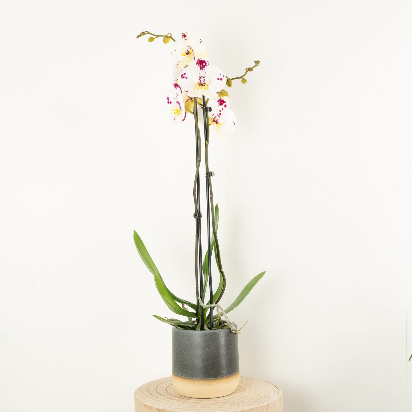 Phalaenopsis Orchid | No 498