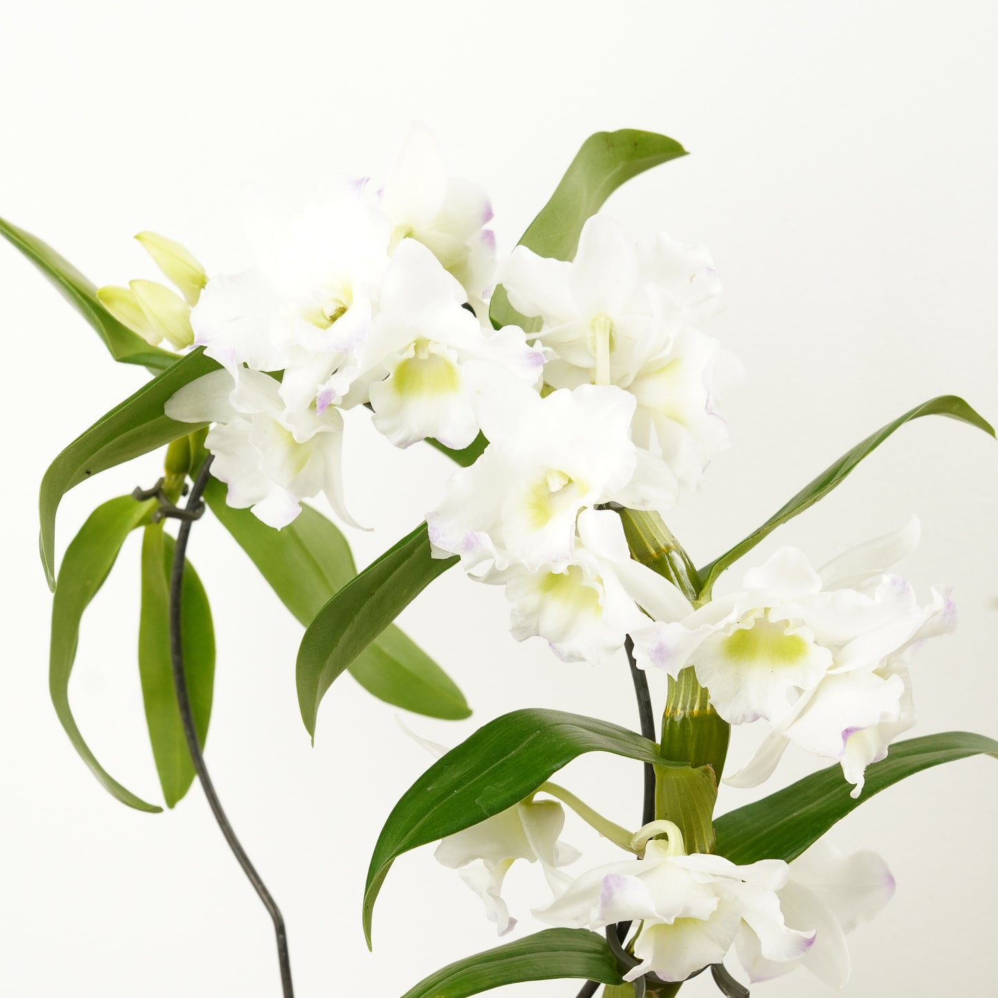 Dendrobium Orchid | Apollon Barbados