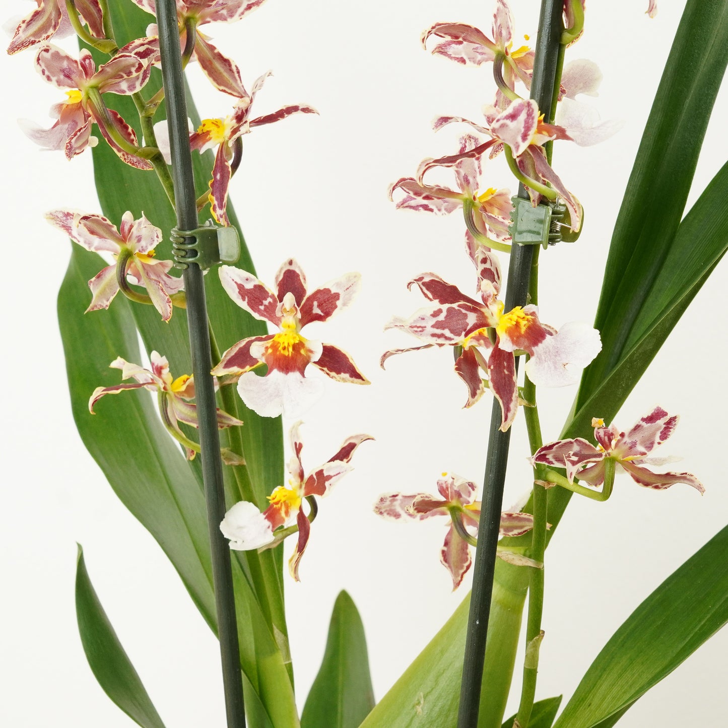 Cambria Orchid | No 778