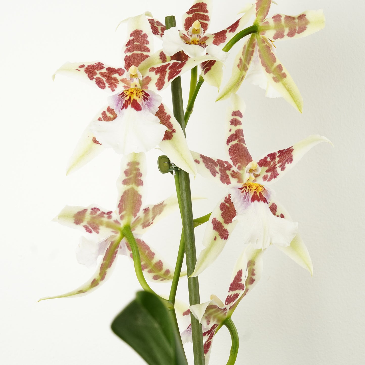Cambria Orchid | No 777
