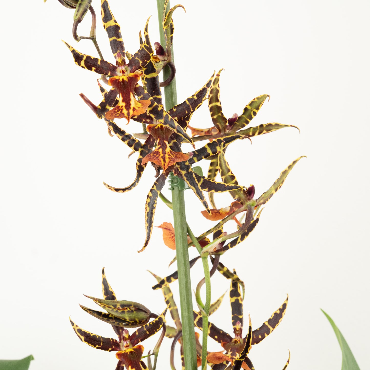 Cambria Orchid | No 662