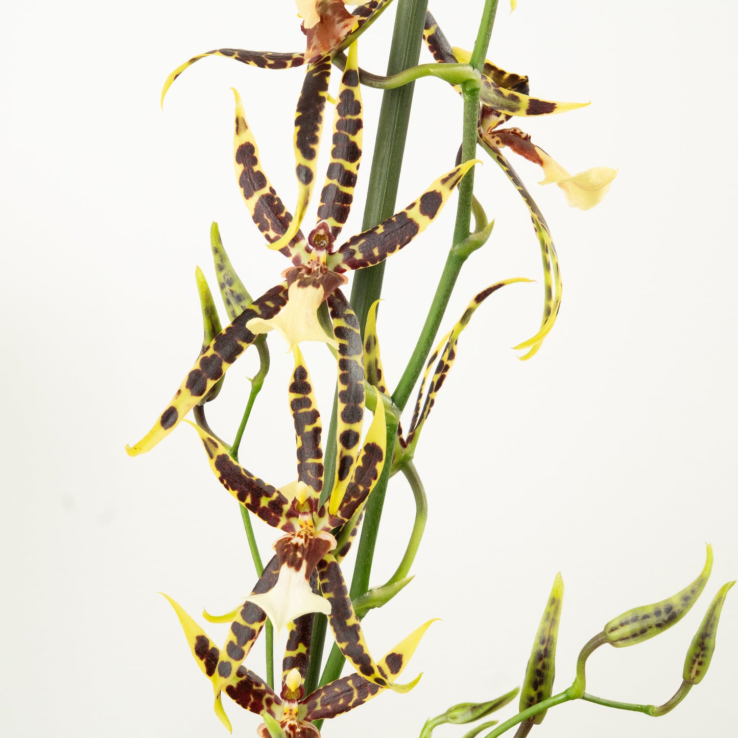 Spider Orchid | No 371