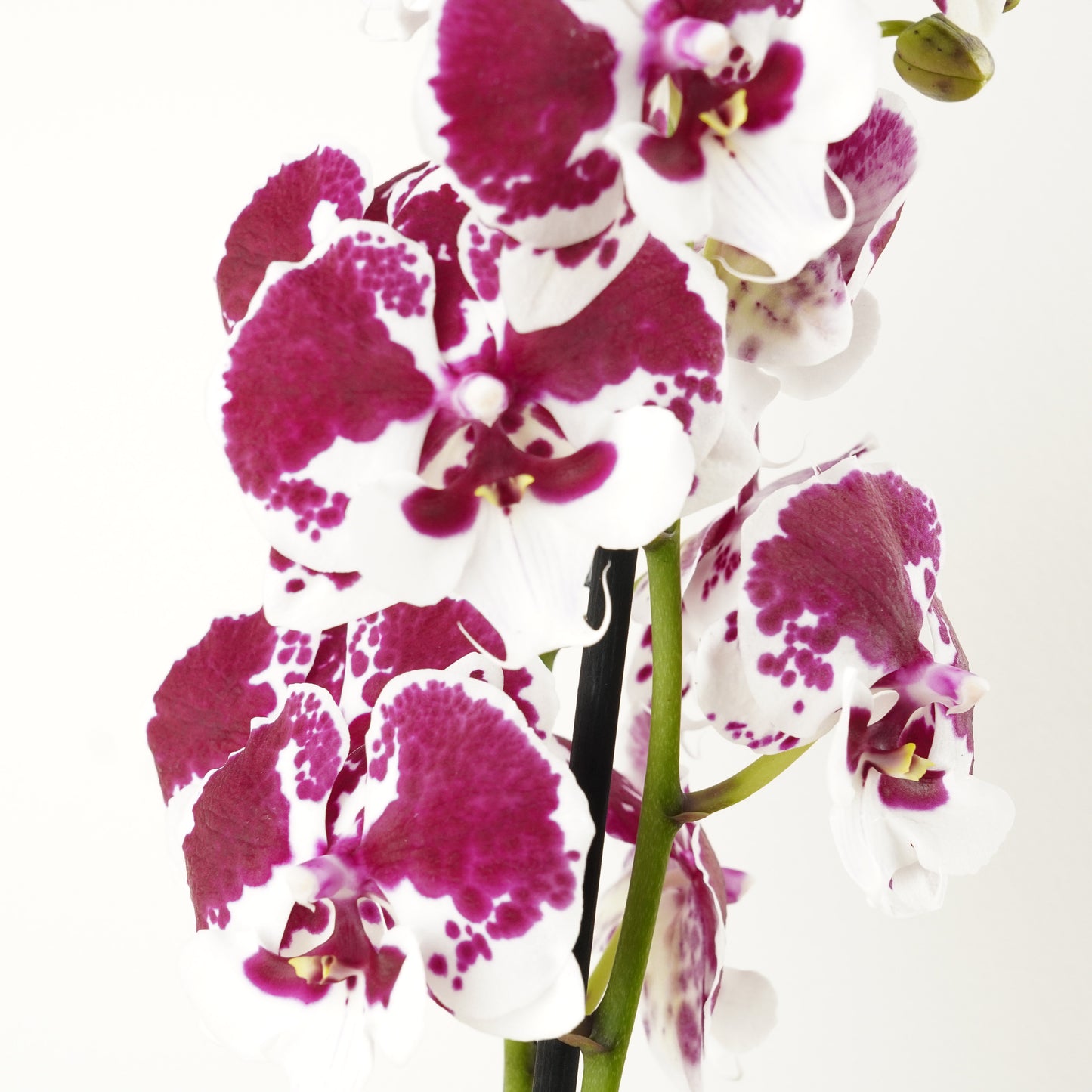 Phalaenopsis Orchid | No 499