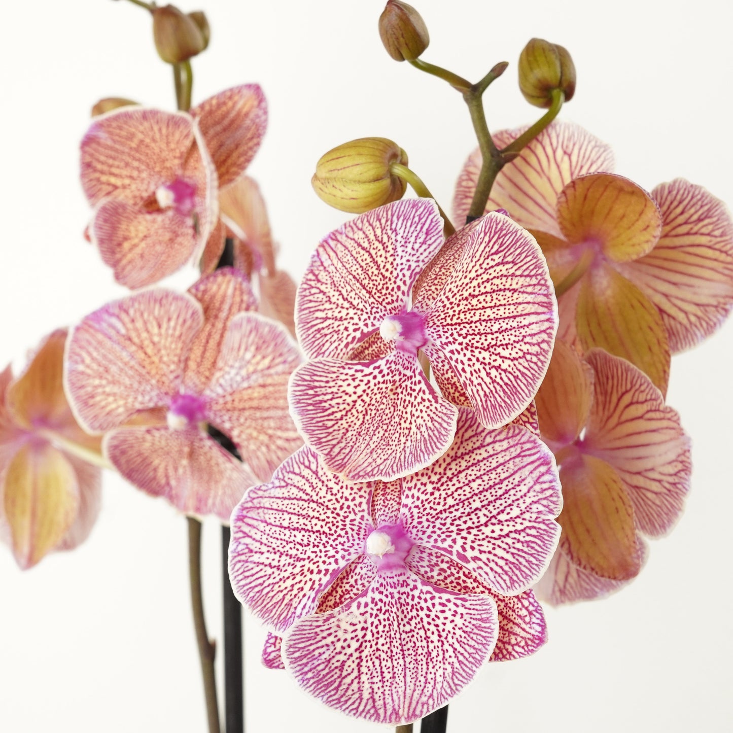 Phalaenopsis Orchid | No 330