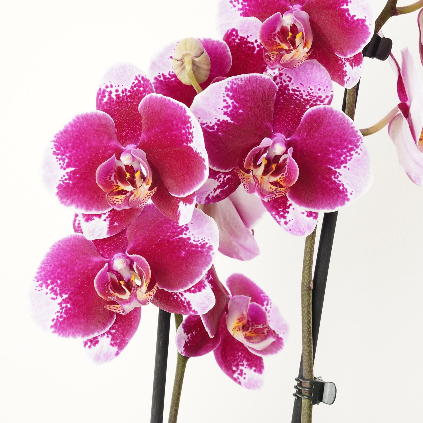 Phalaenopsis Orchid | No 941