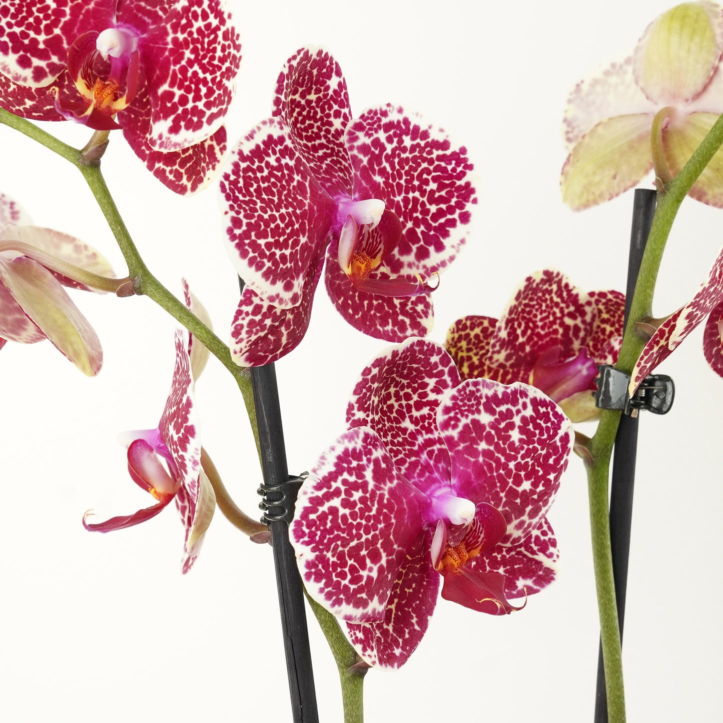 Phalaenopsis Orchid | No 732