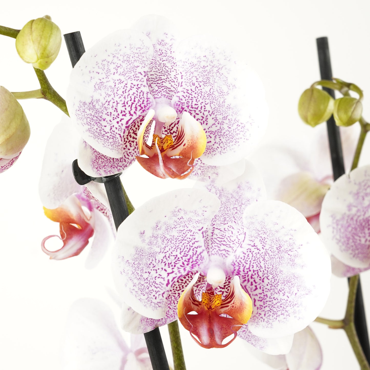 Phalaenopsis Orchid | No 465