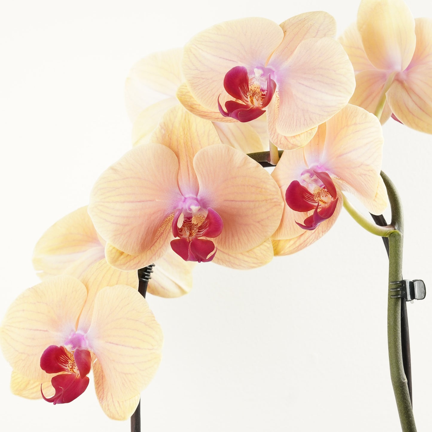 Phalaenopsis Orchid | No 497
