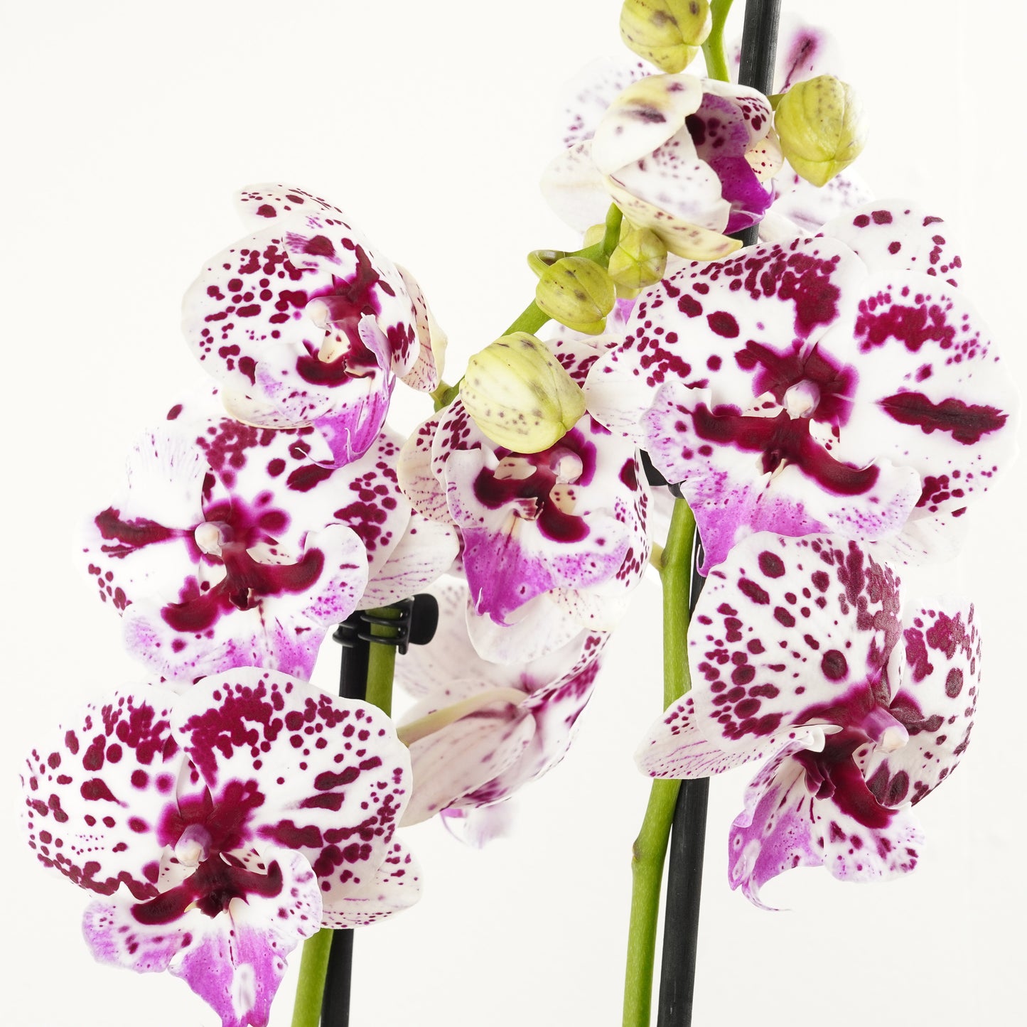 Phalaenopsis Orchid | No 498