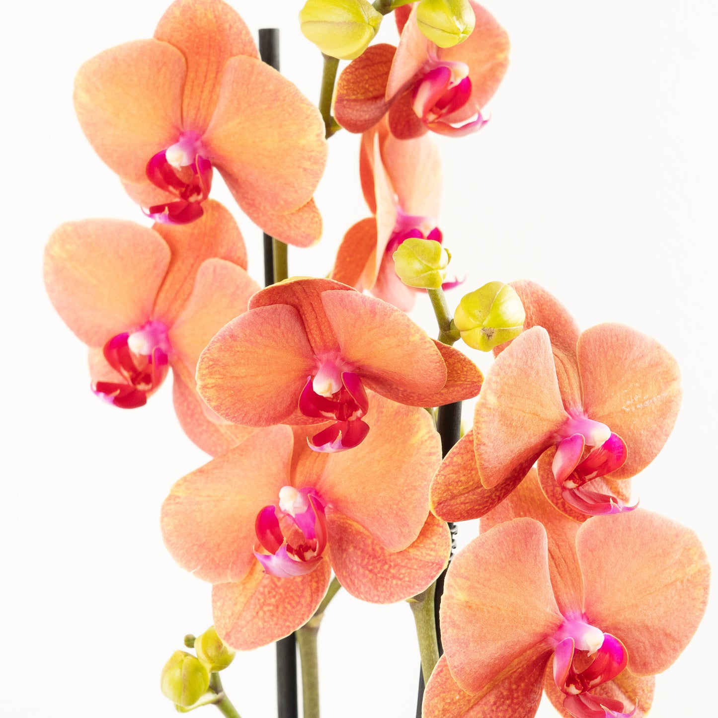 Phalaenopsis Orchid | No 331