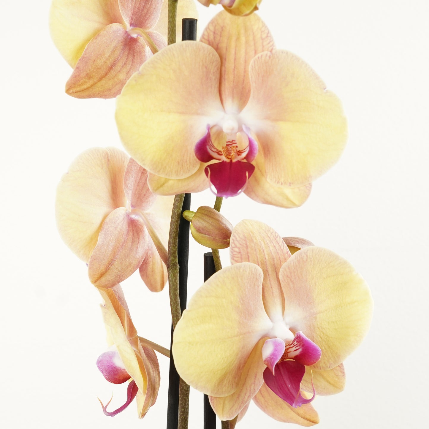 Phalaenopsis Orchid | No 940