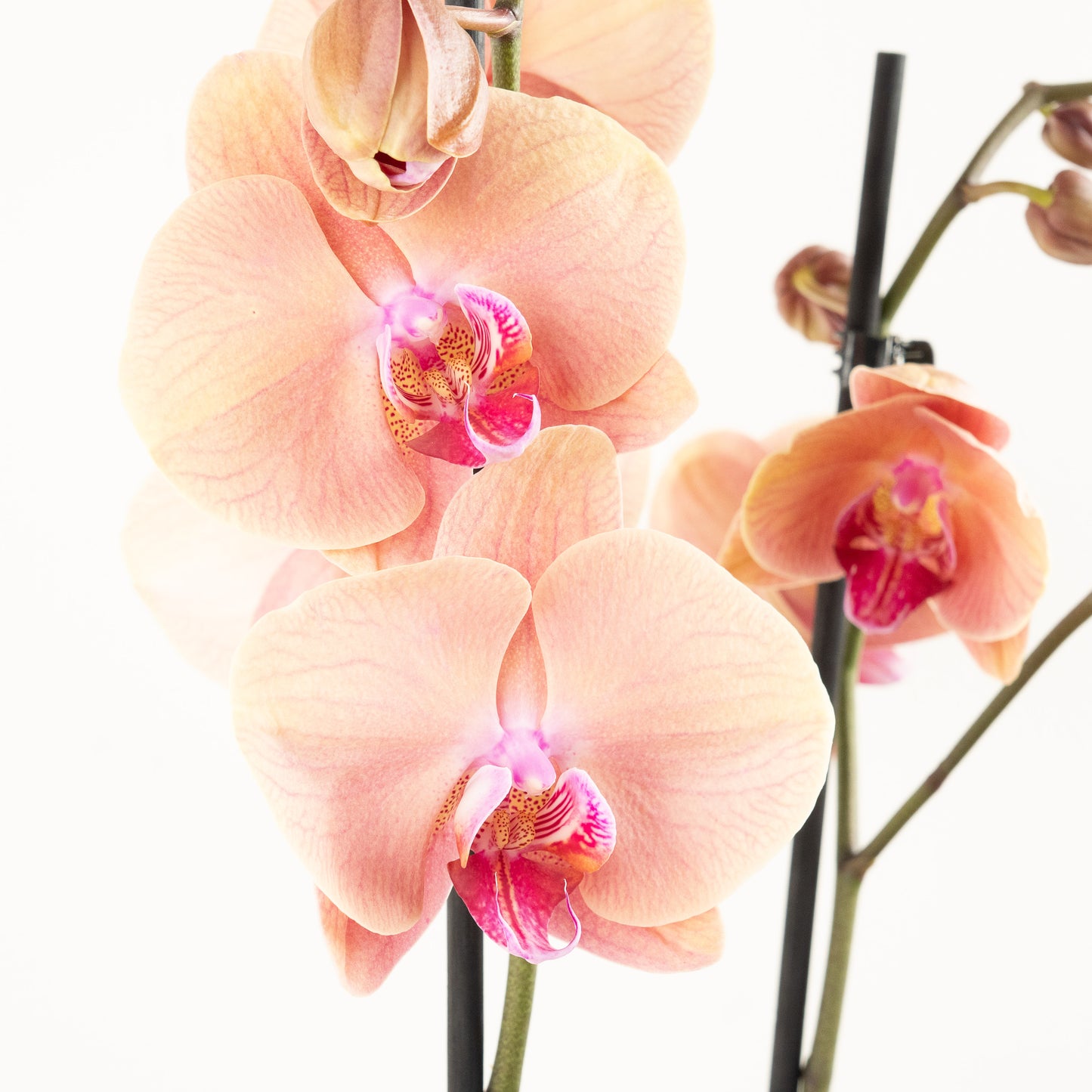 Phalaenopsis Orchid | No 733